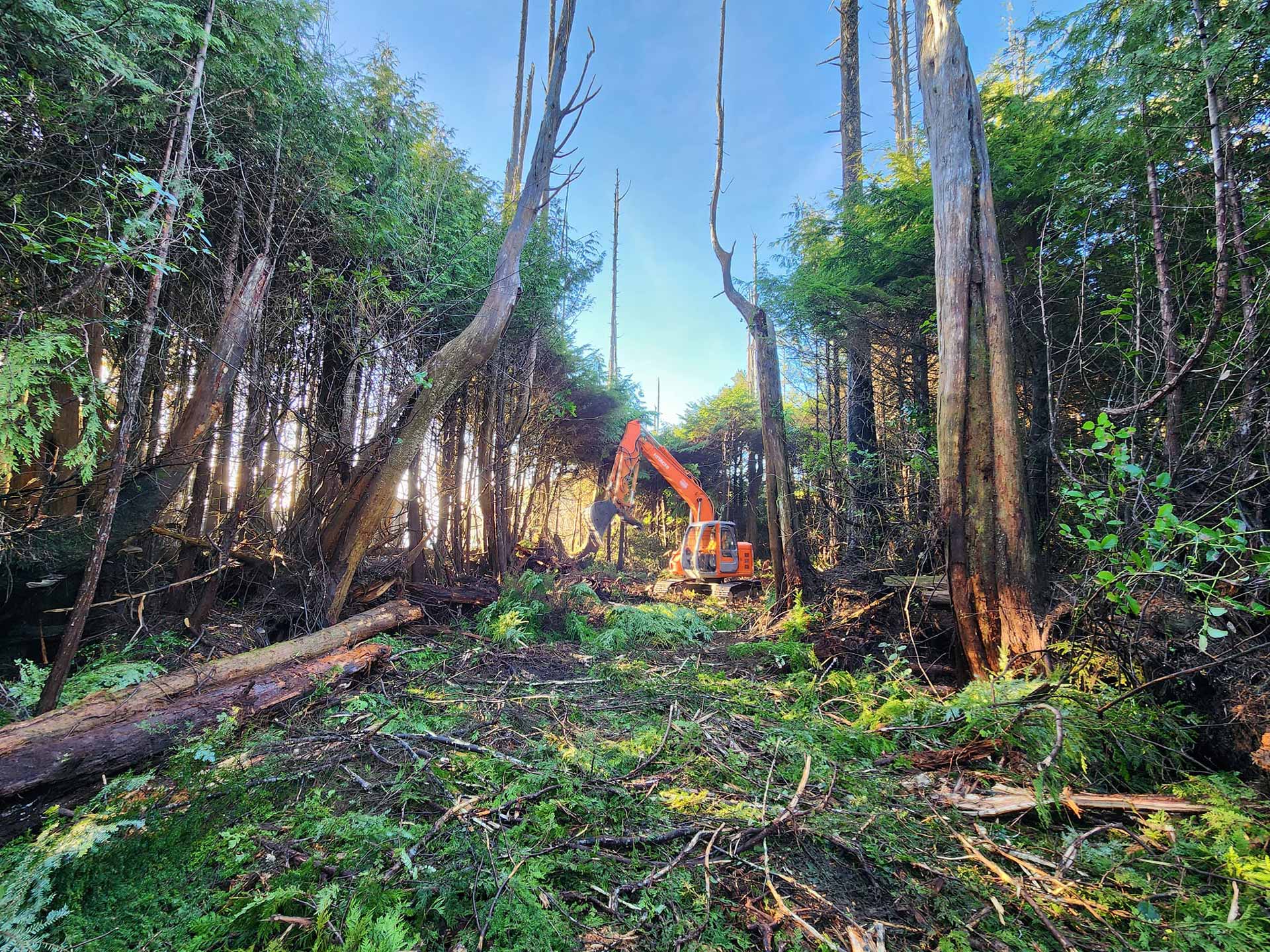 Orange excavator in a forest clearing